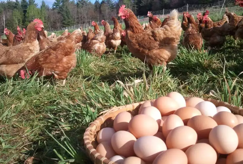 Chicken & eggs