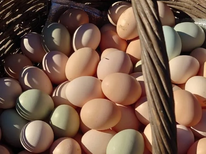 Send 2000-2500Pcs/H Egg Tray Machine To Nigerian Hen Farm 2 Hen farm eggs